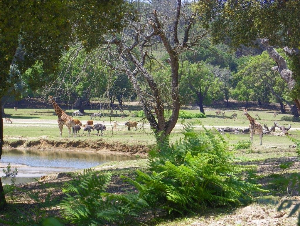 badoca safari park portugal