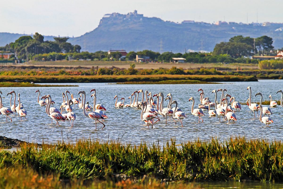 Estuário_Sado_Fauna_03